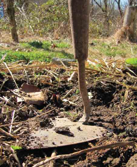 Be sure to pack the earth down lightly with the flat side of the hoe after planting to remove air pockets.